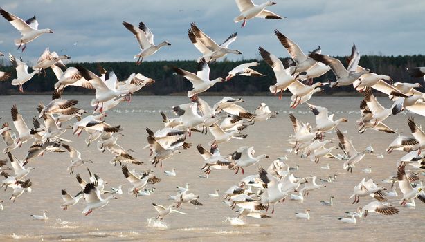Migration of snow geese in Canada