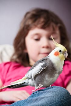 Cute little girl with a pet cockatiel on her knee