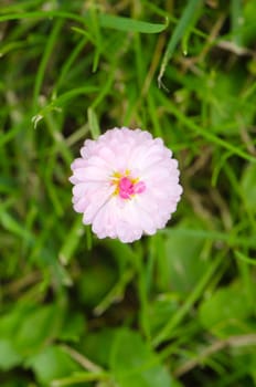 macro closeup of white flower bloom on green meadow background.