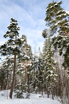 landscape winter forest. Finland. Helsinki.