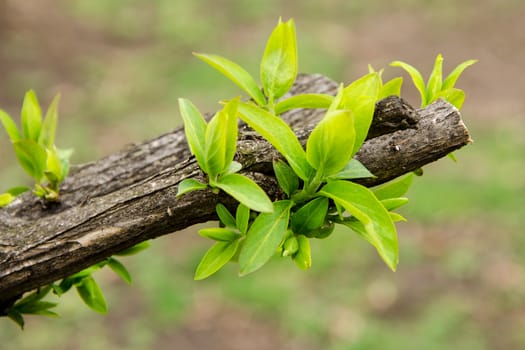 Earliest spring green leaves on old branches