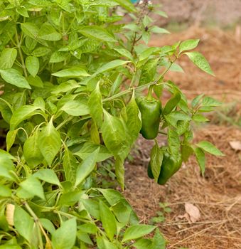 Freshness, healthy lifestyle diet, organic green pepper capsicum and basil herb companion plants