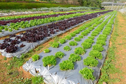 salad vegetable garden growing on 
soil