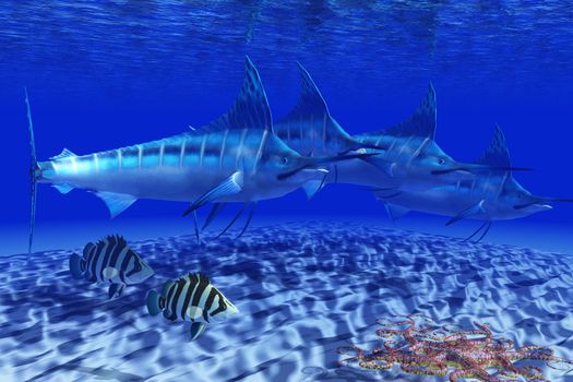 A Basket Starfish slithers across the sand as two Siamese Tiger fish and a pack of Blue Marlin swim by.