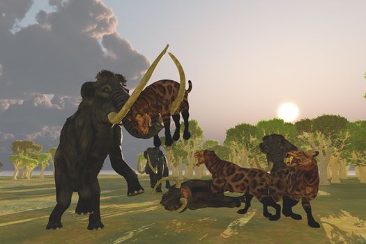 A pack of Saber Tooth Cats attack a small Woolly Mammoth while his herd comes to the rescue.