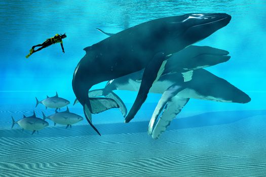 A diver swims with a pod of Humpback whales as three tuna cruise by.