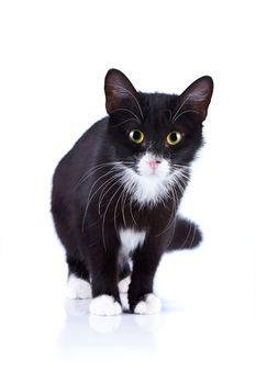 Black-and-white cat. Cat on a white background. Black cat. House predator. Small predatory animal.