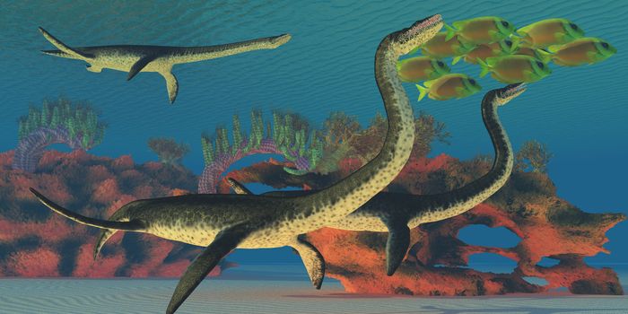 A school of Lemonpeel Angelfish swim together for protection from closeby Plesiosaurus dinosaurs.