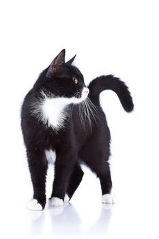 Black-and-white cat. Cat on a white background. Black cat. House predator. Small predatory animal.