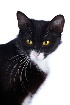 Portrait of a cat. Black-and-white cat. Cat with yellow eyes. Cat on a white background. Black cat. House predator. Small predatory animal.