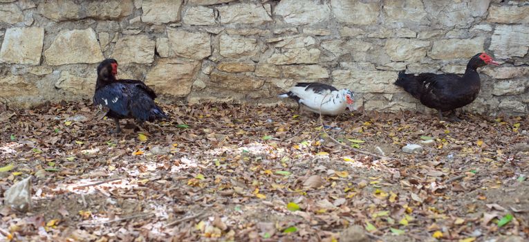 Photo of ducks in the yard, Margherita park - Trapani
