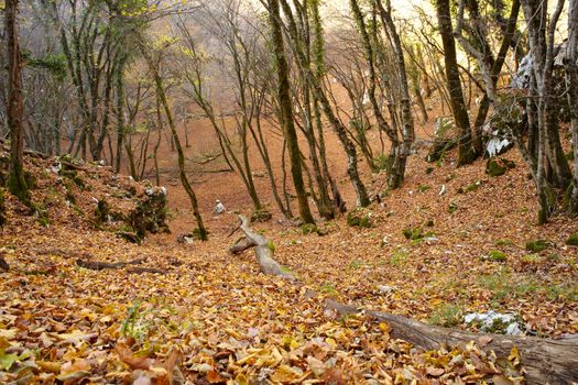View of dried leaves and trees in the Trieste sinkholes