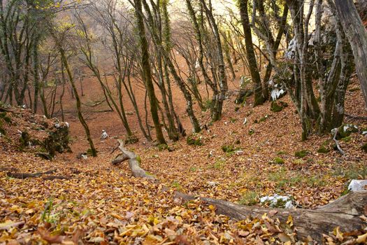 View of dried leaves and trees in the Trieste sinkholes
