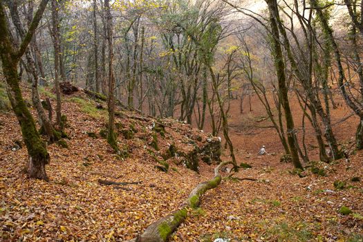 View of dried leaves and trees in the Trieste sinkholes