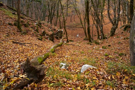 View of dried leaves and trees in the Trieste sinkholes