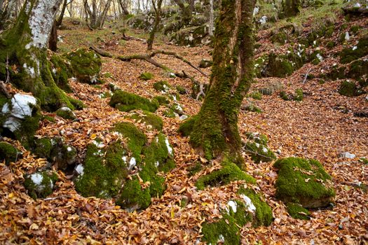 View of dried leaves and trees in the Trieste sinkholes
