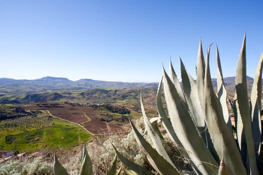 View of agave and Enna countryside in the morning, Sicily - Italy