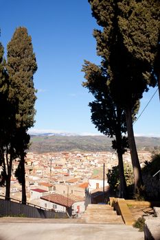 Cypress near St. Croce church in Leonforte