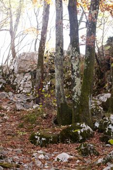 View of dried leaves and trees in the Trieste sinkholes