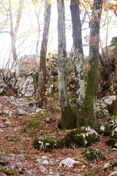 View of dried leaves and trees in the Trieste sinkholes