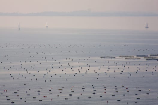 Mussel farming in the sea, Duino - Trieste