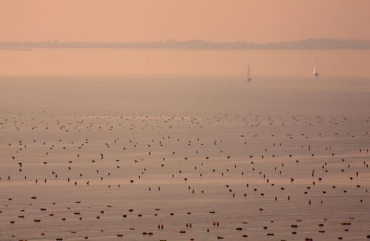 Mussel farming in the sea, Duino - Trieste