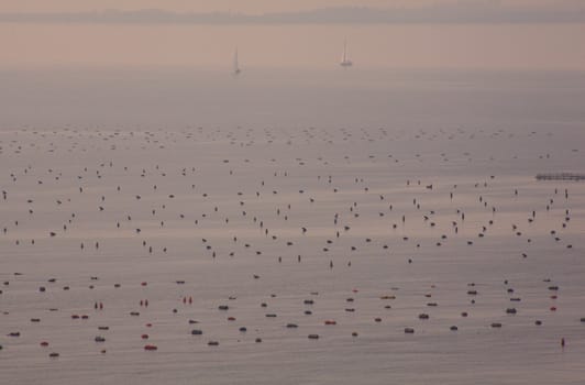 Mussel farming in the sea, Duino - Trieste