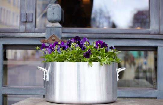 Purple flower inside an aluminium pot