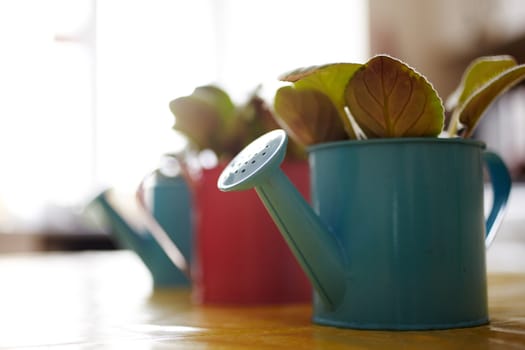 Photo of nice pots plant