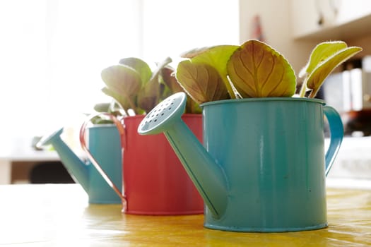 Photo of nice pots plant