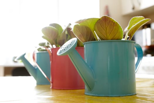 Photo of nice pots plant