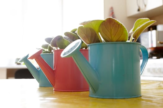 Photo of nice pots plant