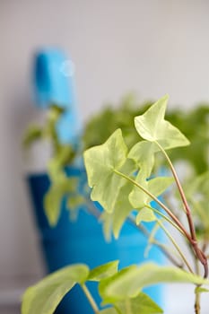 Photo of green leaves plant