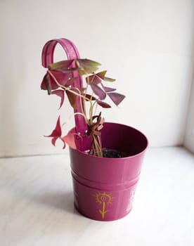 Photo of nice pot plant