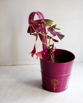 Photo of nice pot plant