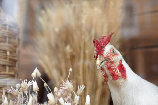 Photo of a Stuffed Hen