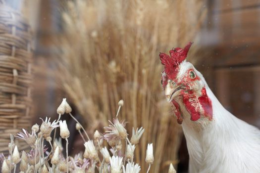 Photo of a Stuffed Hen