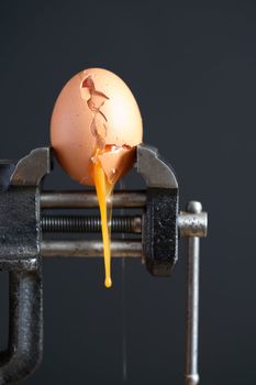 Pressure concept.Cracked egg pressured in a bench vice on dark background