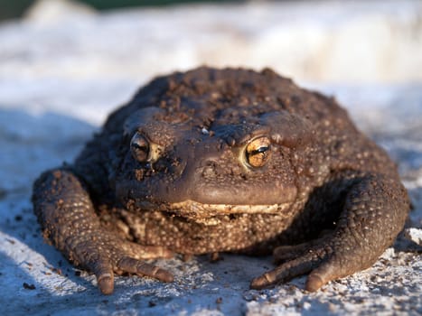 brown toad on spring sunshine