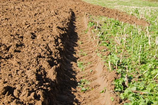 tractor wheel mark trail on soil of agricultural plow field.