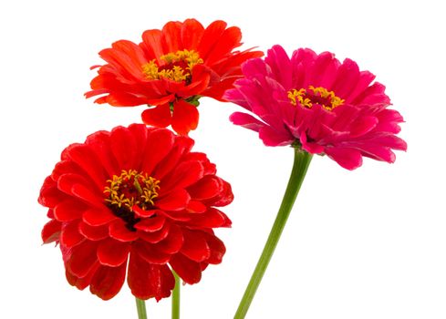 bouquet of red and orange zinnia flowers isolated on white background