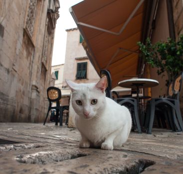 View of White cat in the street