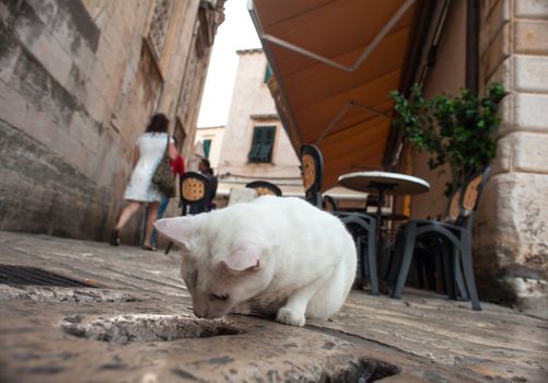 View of White cat in the street