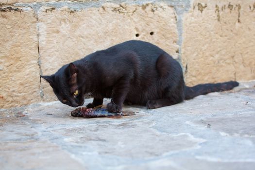Black cat eating a dead fish in the street
