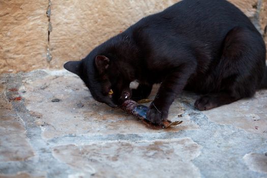 Black cat eating a dead fish in the street