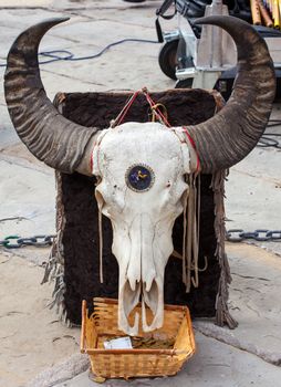 Close up of a Buffalo skull in the street