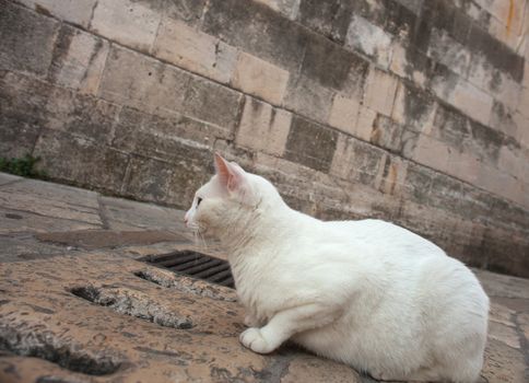 View of White cat in the street