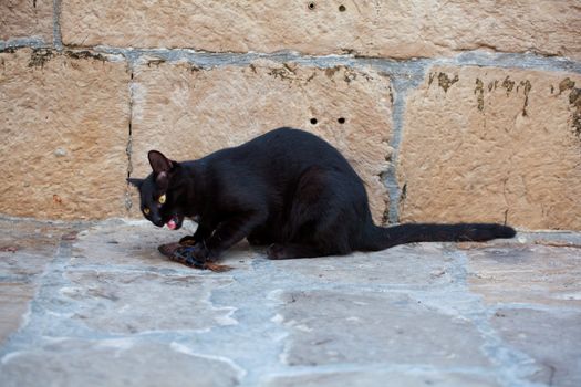 Black cat eating a dead fish in the street