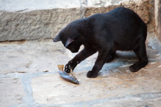 Black cat eating a dead fish in the street