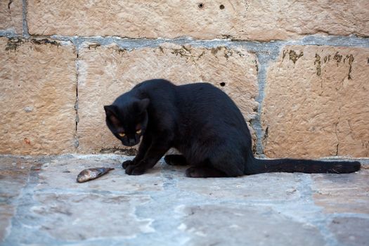 Black cat eating a dead fish in the street